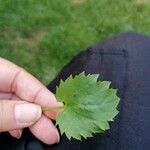 Campanula poscharskyana Leaf
