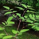 Aralia racemosa Leaf