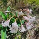 Crinum macowanii Floare
