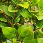 Ligustrum japonicum 樹皮