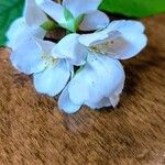 Philadelphus lewisiiFlower