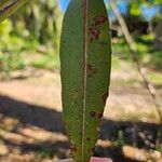 Corymbia gummifera Folha