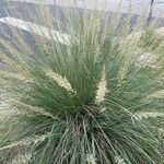 Muhlenbergia rigens Flower