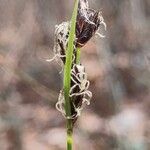 Carex montana Цветок