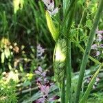 Fumaria muralis Habit