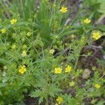 Potentilla intermedia Облик