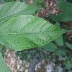 Ficus erecta Levél