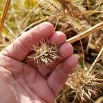 Cyperus strigosus Fruit