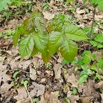 Toxicodendron radicans Feuille