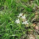 Ornithogalum divergensЦвят