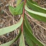 Doellingeria umbellata Corteza