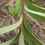 Doellingeria umbellata Bark