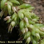 Crassula alata Fruto