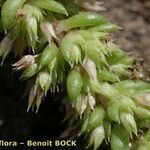 Crassula alata Fruit