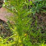 Eupatorium capillifoliumBlad