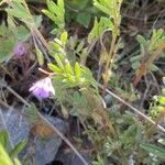 Vicia lentoides Habit