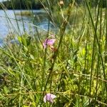 Pogonia ophioglossoides Kukka