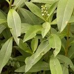 Lysimachia clethroides Leaf