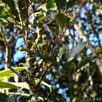 Cupaniopsis phalacrocarpa Fruit