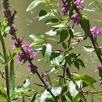 Lythrum salicaria পাতা