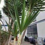 Yucca elephantipes Yaprak