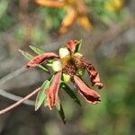 Hypericum lanceolatum Фрукт