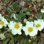 Fragaria chiloensis 整株植物