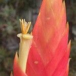 Tillandsia kretzii Çiçek