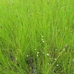 Utricularia pubescens Хабит