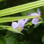 Alophia silvestris Flower