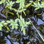 Callitriche palustris Leaf