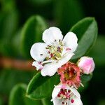 Cotoneaster dammeri Flor