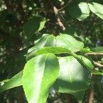 Croton megalobotrys Fulla