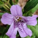 Dyschoriste linearis Flor