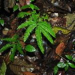 Adiantum terminatum Hábitos