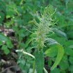 Phyteuma spicatum Flower
