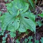 Trillium ovatumLeaf