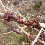 Vitis californica Bark