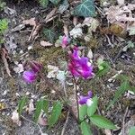 Lathyrus vernus Fula