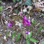 Lathyrus vernus Flor