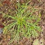 Plantago coronopusLeaf