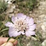 Lomelosia argentea Цвят