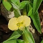 Commelina africana Virág