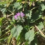 Erodium laciniatum 花