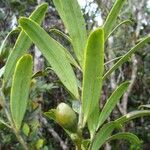 Podocarpus lucienii Habit