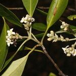 Avicennia germinans Flower