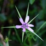 Geropogon hybridus Çiçek