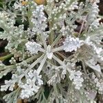 Artemisia caerulescens Hoja