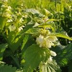 Lamium albumFlower