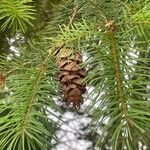 Pseudotsuga menziesii Ffrwyth